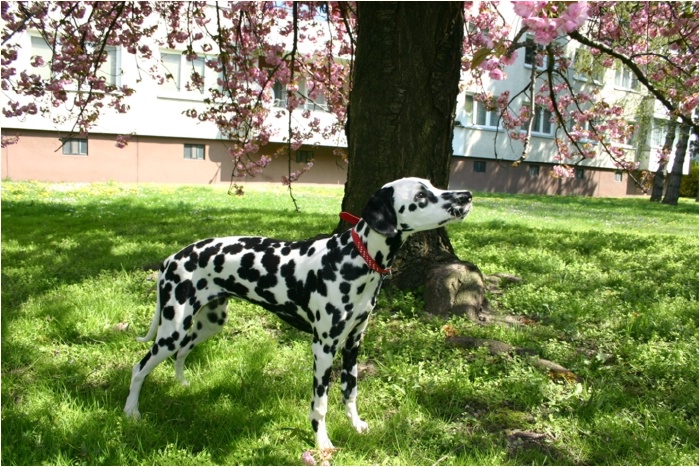 <b>nanu, da h�ngen ja so viele Blumen am Baum...<b>